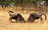 TANZANIA - Serengeti National Park - Lobo - 39